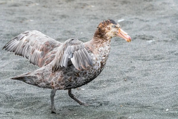 Southern Giant Petrel Also Known Antarctic Giant Petrel Giant Fulmar — Stock Photo, Image