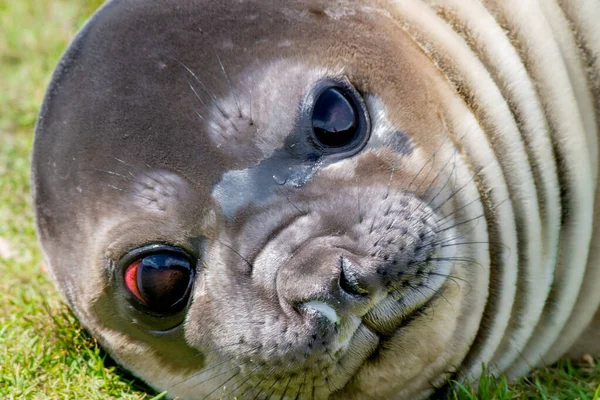 Elefante Del Sur Seal Pup Nace Primavera Antártica — Foto de Stock