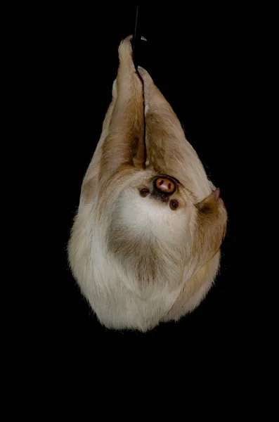 三趾树懒是世界上最慢的哺乳动物 — 图库照片