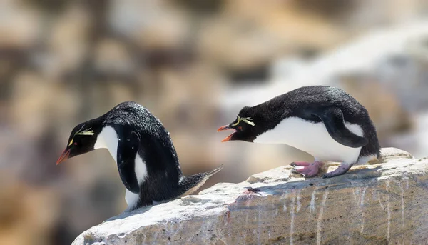 ロックホッパーペンギンは 最も普及しているクレストペンギンです — ストック写真