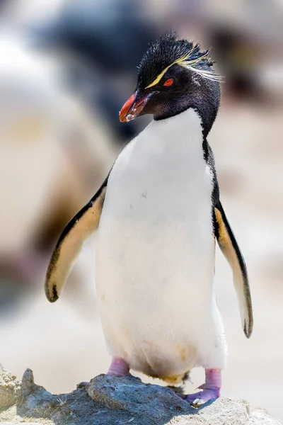 Пингвины Рокхопперы Самые Распространенные Хохлатые Пингвины — стоковое фото