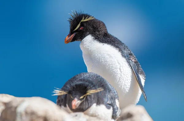 Rockhopper Penguin Najbardziej Rozpowszechnione Pingwiny Czubate — Zdjęcie stockowe