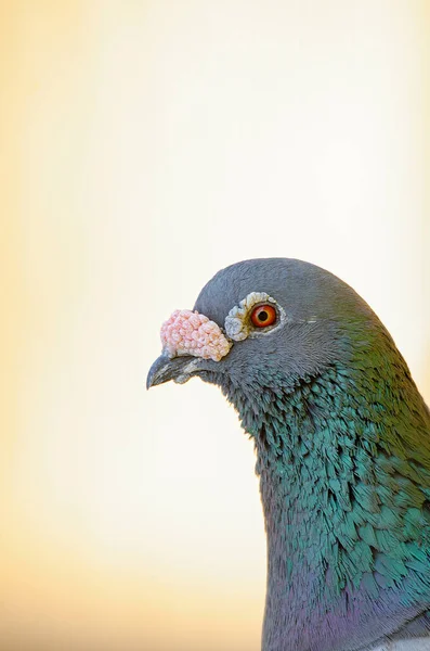 Felsentauben Sind Pummelige Vögel Mit Kleinen Köpfen Und Kurzen Beinen — Stockfoto