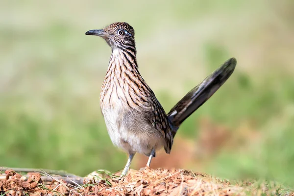 Road Runner Peut Devancer Humain Tuer Serpent Sonnette Prospérer Dans — Photo