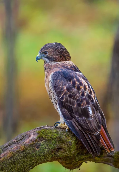 Red Tailed Hawk Urlo Eccitante Aspro Che Suona Esattamente Come — Foto Stock