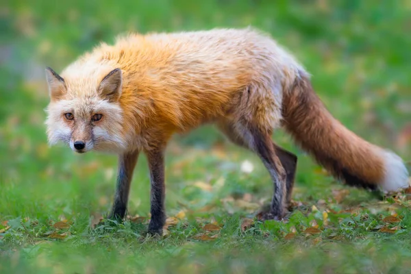 Red Fox Живут Всему Миру Различных Средах Обитания Включая Леса — стоковое фото