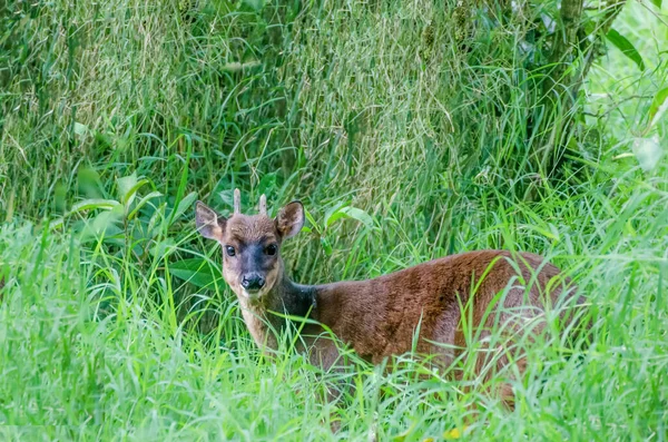 Red Brocket Deer Gatunek Jelenia Brokietowego Lasów Ameryki Południowej Północnej — Zdjęcie stockowe