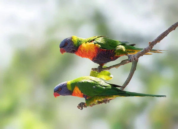 Gökkuşağı Papağanı Avustralya Bulunan Bir Papağan Türüdür — Stok fotoğraf