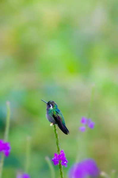 Purple Throated Mountain Gem Orta Büyüklükte Çarpıcı Bir Sinekkuşudur — Stok fotoğraf