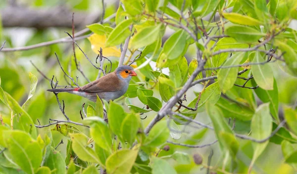 Orange Cheeked Waxbill Comme Beaucoup Herbe Fois Pour Alimentation Ainsi — Photo