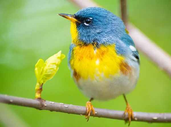 Parula Norte São Pequenos Verrugas Madeira Com Uma Cauda Curta — Fotografia de Stock