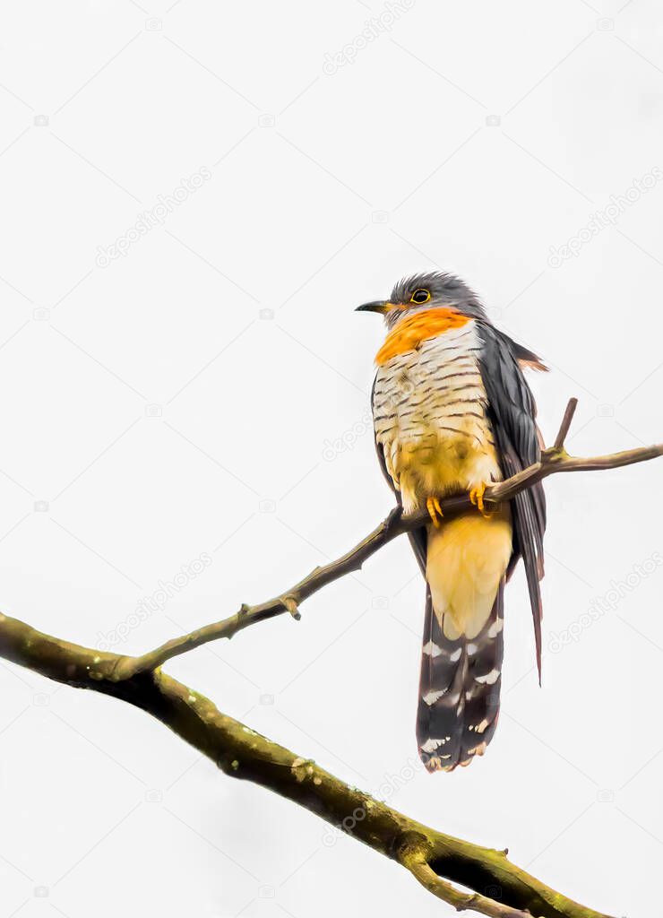 Red Chested Cuckoo with banding below, including a broad rusty band across the upper breast