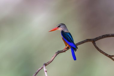 Gri Saçlı Kingfisher 'ın kendine özgü kestane rengi göbeği, safir mavisi kuyruğu ve uçuş tüyleri, kül grisi başı ve göğsü ve vermillion gagası vardır..