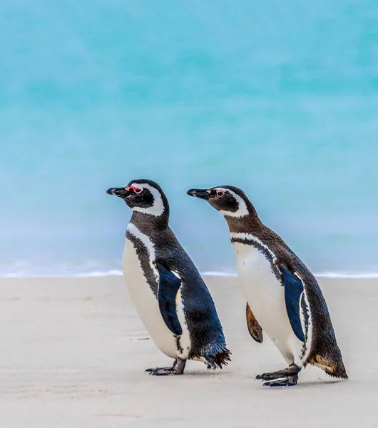 麦哲伦企鹅是一种南美洲企鹅 在沿海的巴塔哥尼亚繁殖 包括阿根廷 智利和福克兰群岛 — 图库照片