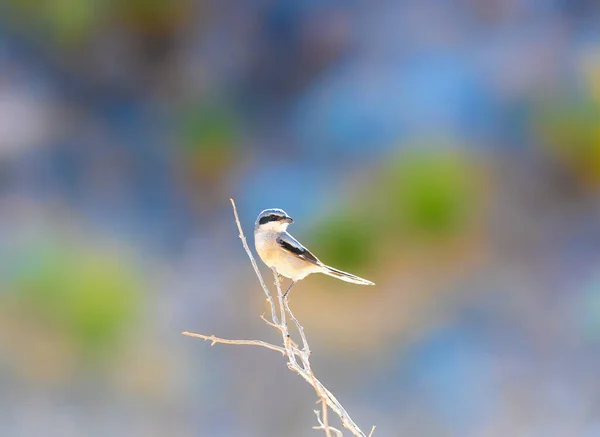 Loggerhead Shrike Yırtıcı Kuş Alışkanlığı Olan Bir Ötücü Kuş — Stok fotoğraf