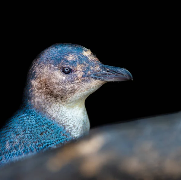 Petit Pingouin Bleu Sont Souvent Appelés Pingouins Fées Raison Leur — Photo