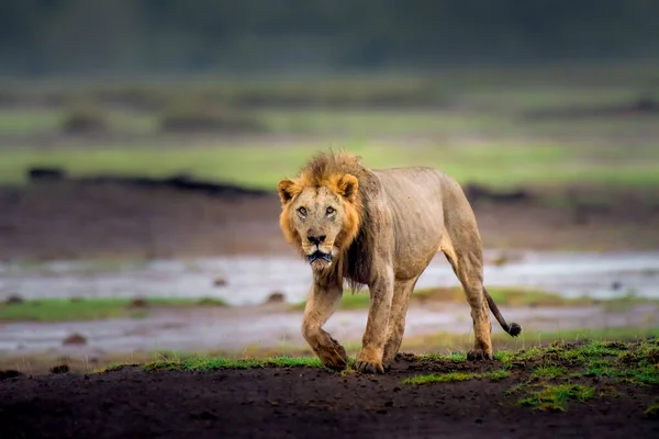 Lion Ont Été Admirés Travers Histoire Pour Comme Des Symboles — Photo