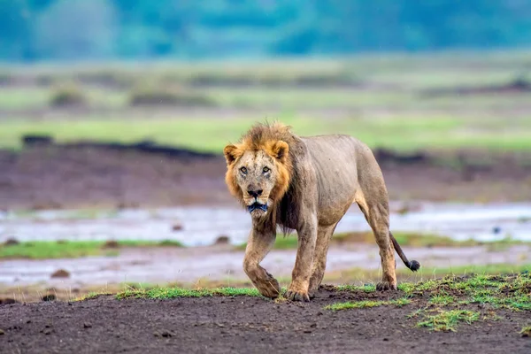 Lion Ont Été Admirés Travers Histoire Pour Comme Des Symboles — Photo