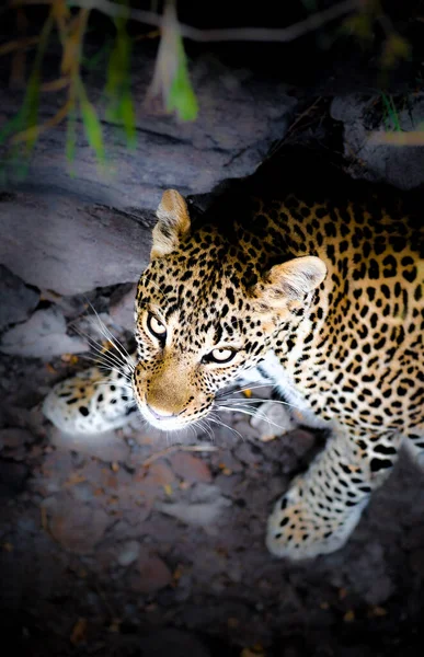 Leopardo Vive África Subsahariana Noreste África Asia Central India — Foto de Stock