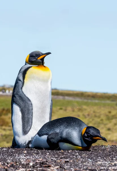 企鹅王是第二大企鹅 体型虽小 但与帝企鹅相似 — 图库照片