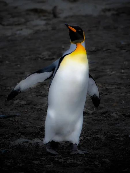 企鹅王是第二大企鹅 体型虽小 但与帝企鹅相似 — 图库照片