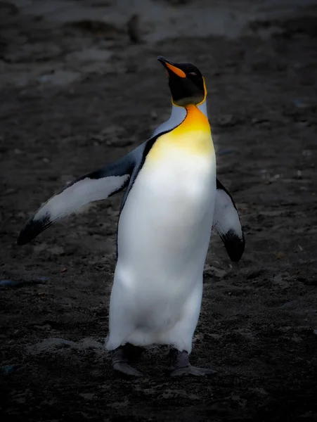 King Penguin Segunda Maior Espécie Pinguim Menor Mas Pouco Semelhante — Fotografia de Stock