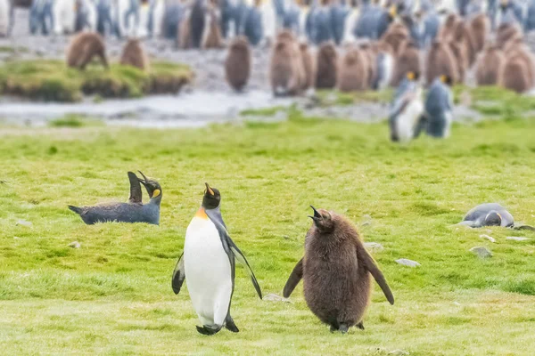 King Penguin Είναι Δεύτερο Μεγαλύτερο Είδος Πιγκουίνου Μικρότερο Αλλά Κάπως — Φωτογραφία Αρχείου