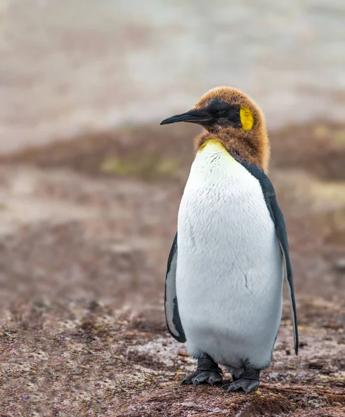 ペンギン王はペンギンの2番目に大きい種ですが 天皇ペンギンに似ています — ストック写真