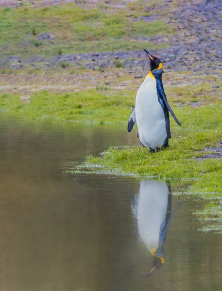 King Penguin Segunda Especie Más Grande Pingüino Más Pequeña Pero — Foto de Stock