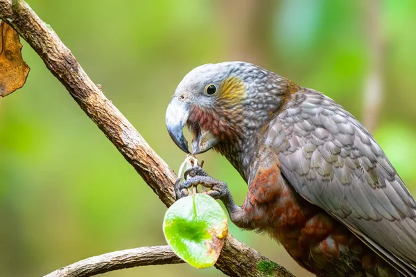 Kaka Jest Dużą Leśną Papugą Która Wygląda Podobnie Kea Która — Zdjęcie stockowe