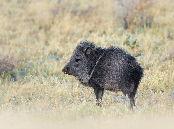 Javelina aynı zamanda tasmalı pekarya olarak da bilinir, orta büyüklükteki vahşi bir domuza benzeyen hayvanlardır..