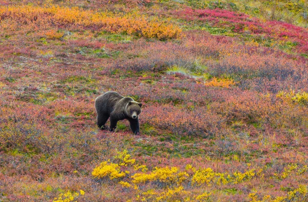 Orso Grizzly Conosciuto Anche Come Orso Bruno Nordamericano Denali Alaska — Foto Stock