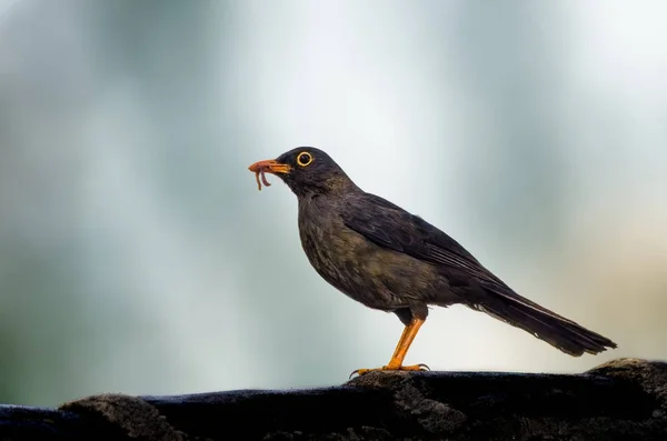 Great Thrush Visivelmente Grande Quase Recordando Gaio Vez Tordo — Fotografia de Stock