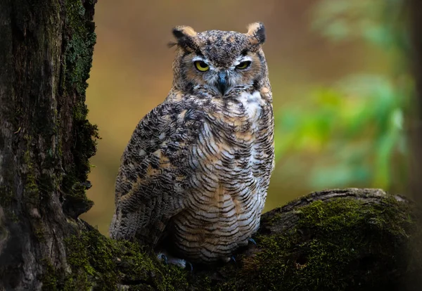 Uhu Den Wäldern Alaskas — Stockfoto