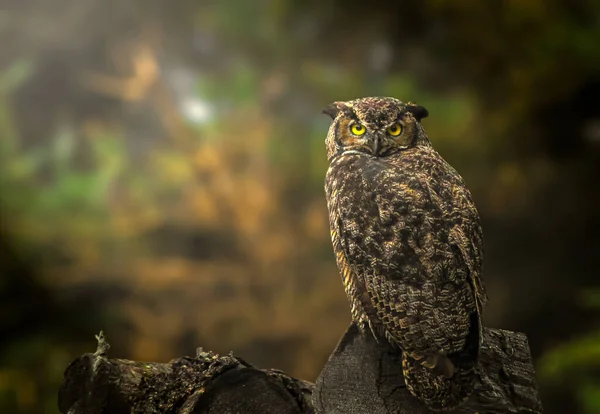 Great Horned Owl Woods Alaska — Stock Photo, Image