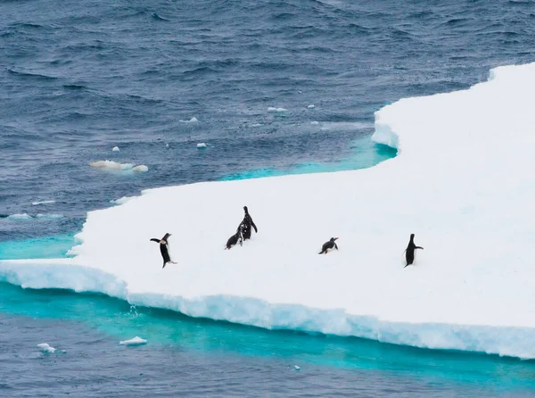 Gentoo Penguins Infödda Till Subantarktiska Öar Där Kyliga Temperaturer Tillåter — Stockfoto