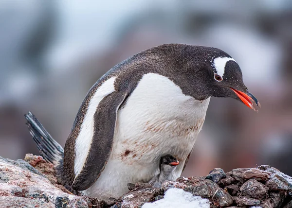 Gentoo Pingwin Pochodzi Subantarktycznych Wysp Gdzie Chłodne Temperatury Pozwalają Idealne — Zdjęcie stockowe