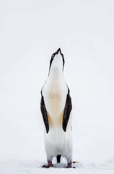 Gentoo Penguin Nativo Delle Isole Sub Antartiche Dove Temperature Fredde — Foto Stock