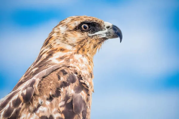 Galapagos Hawk Endemico Della Maggior Parte Delle Isole Galapagos — Foto Stock