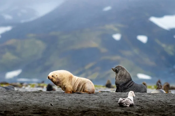 Foca Piel Jengibre Albino Rara Manchada South Gerogia — Foto de Stock