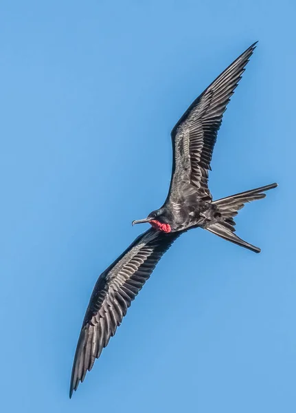 Frigate Bird Frigatebirds Family Seabirds Called Fregatidae Which Found All — Stock Photo, Image