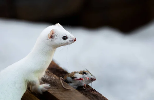 Ermine, Saks SIM Bataklığında gelincik olarak da bilinir.