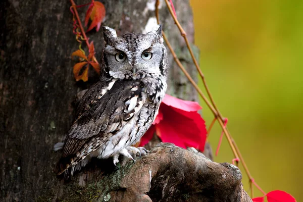 Östliche Kreischeule Versucht Sich Mit Dem Baum Tarnen — Stockfoto