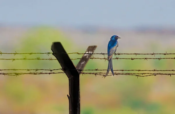 Drongo Předvádí Své Barevné Tělo Indii — Stock fotografie