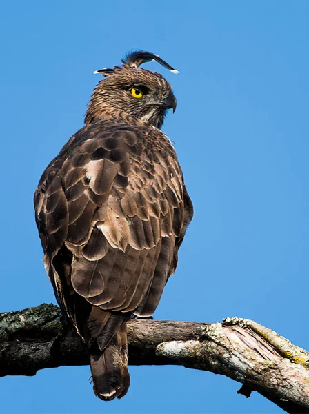 Aquila Falco Crested Appollaiato Albero Cerca Uccidere — Foto Stock