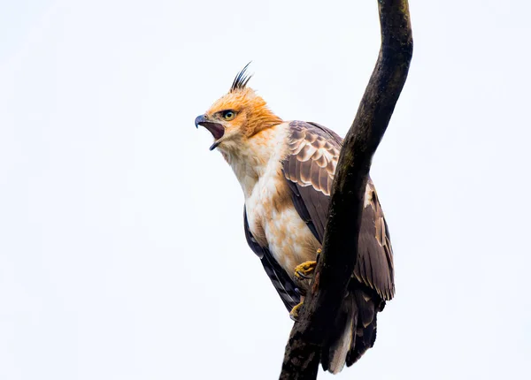 Aquila Falco Crested Appollaiato Albero Cerca Uccidere — Foto Stock