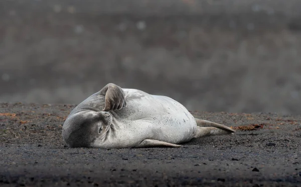 Crabeater Seal wondering what the meaning of life is