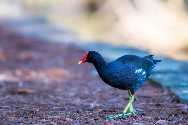 Gallinule Comum Trabalhando Duro Para Procurar Bugs — Fotografia de Stock