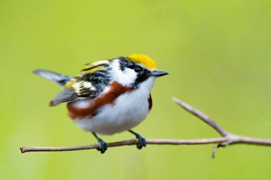 Chestnut yanlı bülbül Magee Marsh 'taki arkadaşına şarkı söylüyor.