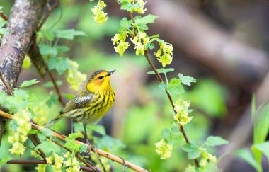 Cape May Warbler Magee Marsh Ohio 'ya tünedi.